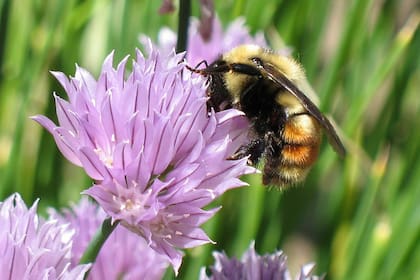 Según los especialistas, causan daños en flores y cultivos; advierten que se diseminarán hasta Bolivia, Perú, Uruguay y Brasil