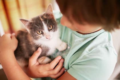 Según los especialistas, el crecimiento de los gatos presenta particularidades