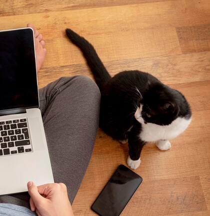 Según los especialistas, los gatos tienen un particular vínculo con los dispositivos electrónicos (Foto: Freepik)