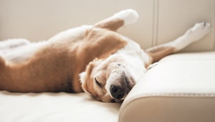 Según los expertos, dormir con perros reduce el estrés y aumenta la felicidad de los seres humanos
