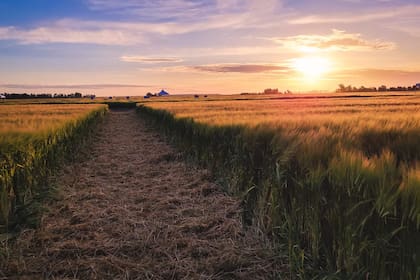 Según los expertos, el país se posiciona hoy como el principal exportador de cebada y malta de Sudamérica y el cuarto a nivel mundial, detrás de Australia, Rusia y Europa