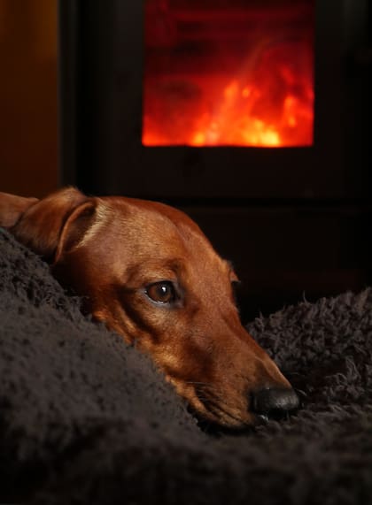 Según los expertos, los perros deben dormir adentro en invierno para cuidar su piel y sistema inmune