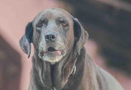 Según los expertos, no existe una única edad a partir de la cual todos los perros se vuelvan viejos