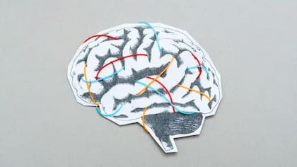 Según los investigadores, distintas regiones cerebrales siguen trayectorias de desarrollo independientes desde etapas embrionarias tempranas