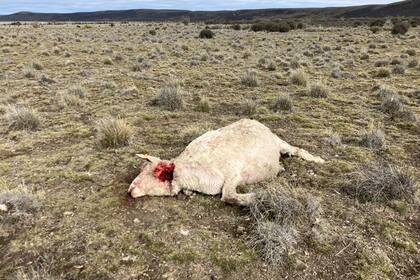 Según los productores, los pumas, por sus ataques a las ovejas, se sumaron al problema de los guanacos