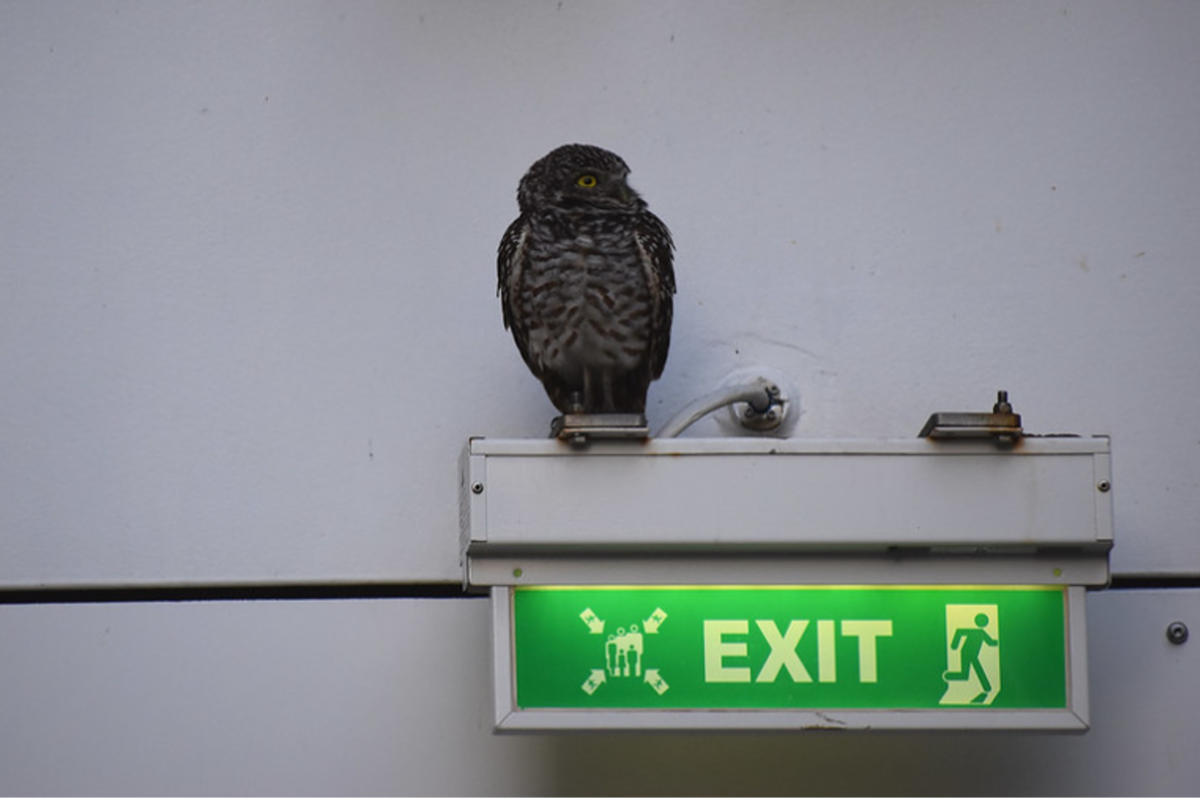 Según los rescatistas, la lechuza tenía buena salud a pesar de permanecer dos semanas en el mar