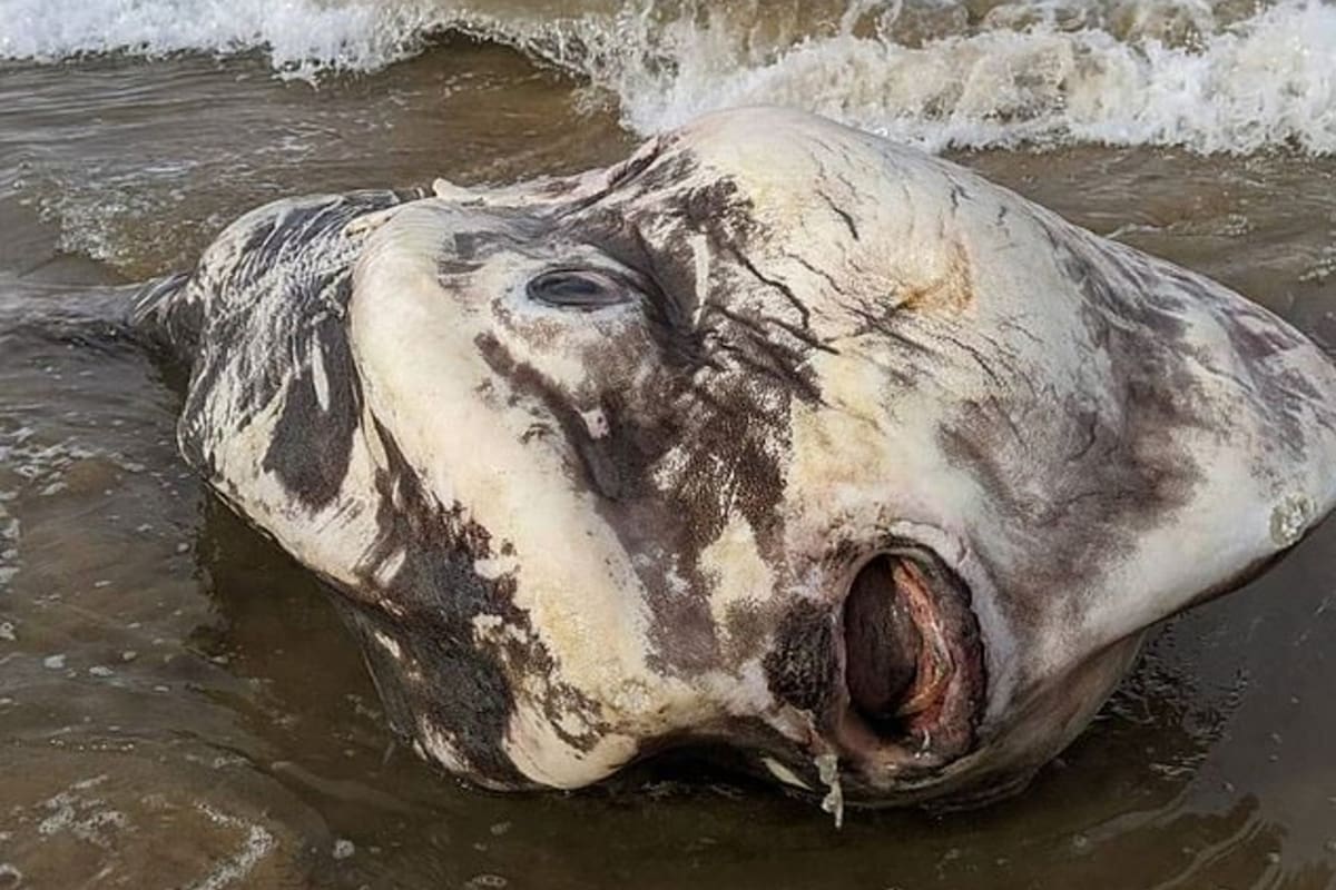 Según los turistas que lo encontraron, el pez tenía forma de extraterrestre