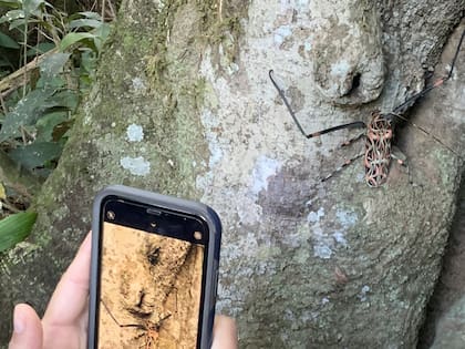 Según Martín Font, director de comunicación y educación ambiental de Fundación Vida Silvestre Argentina, los Safaris de Vida Silvestre se basan en un concepto simple: "muchas personas observando la naturaleza al mismo tiempo pueden generar una cantidad de información imposible de obtener de manera individual", aseguró
