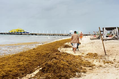 Según prevén es inminente una nueva oleada de algas; ante la noticia, la industria hotelera está en alerta y los viajeros, organizados
