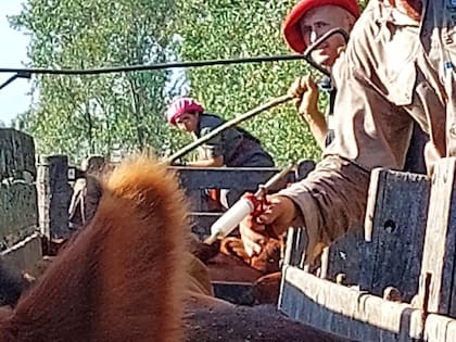 Según pudo saber LA NACION, la decisión del Senasa generó un gran revuelo dentro de la Comisión Provincial de Sanidad Animal (Coprosa), donde la Confederación de Asociaciones Rurales de Buenos Aires y La Pampa (Carbap) se mostró reticente al cambio