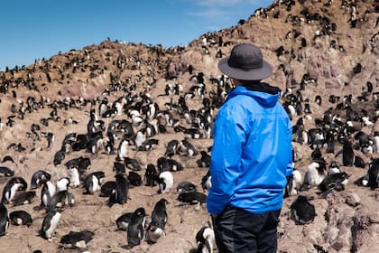 Según Quintana, "el pingüino es un animal que se acostumbra muy rápido a la presencia del hombre"