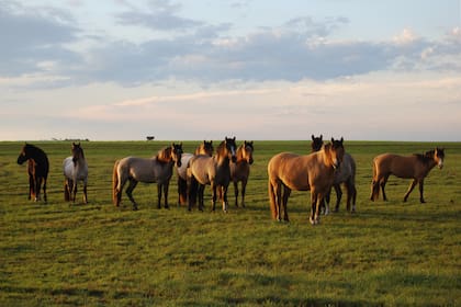 Según señaló Mario Iturria, jefe del Programa de Equinos de Senasa, la enfermendad "se da mucho en caballos de campo que nunca tuvieron una vacunación”