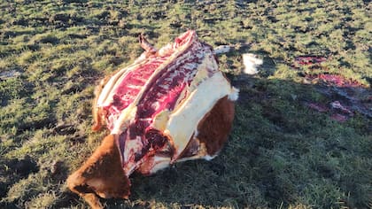 Según Spedale, el destino de esa carne faenada son las carnicerías de las localidades cercanas, donde carecen de control bromatológico o directamente la venta se realiza por redes sociales
