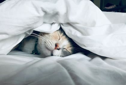 Según su comportamiento y color, los gatos en sueños indican distintos augurios