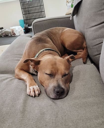 Según sus cuidadores, ama los paseos, las siestas y la compañía humana (Foto: Instagram @wagsandwalks)