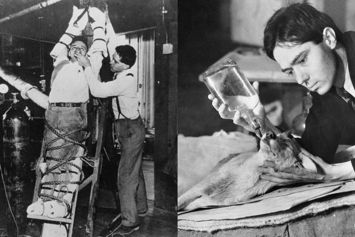 Según sus pruebas, al parecer logró revivir a cinco perros