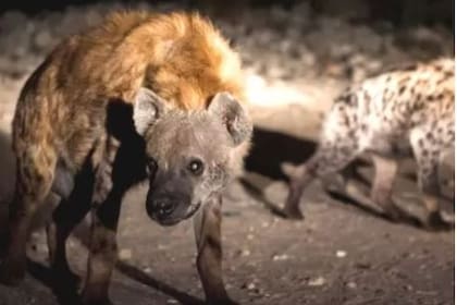 Según testimonios, las hienas han llegado a comerse cuerpos de personas ejecutadas.