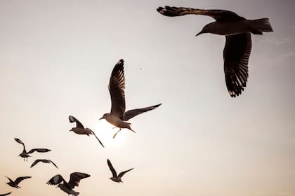 Según tu fecha de nacimiento, conocé el ave que mejor te define