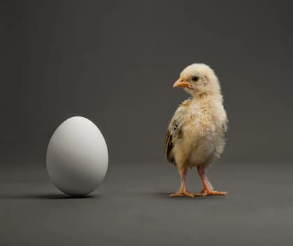 Según un estudio científico y la segunda teoría que expresó la IA, el huevo nació primero que la gallina