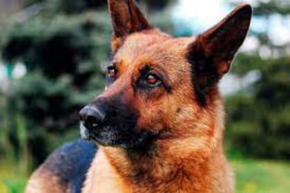 Según un estudio de 2017 de Canine Genetics and Epidemiology, el 63% de los pastores alemanes del Reino Unido tenían al menos un trastorno