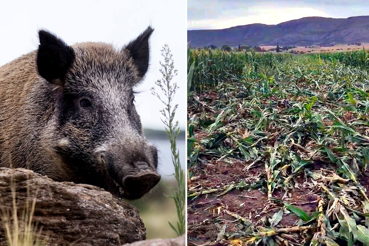 Según un estudio de la FAO, en la Argentina, por año, esta especie exótica genera una pérdida económica de US$1380 millones