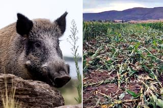 Fue al campo y se llevó una sorpresa al ver el desastre que hizo un animal invasor