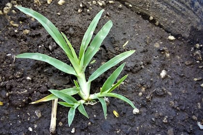 Según un estudio, la maleza Eleusine Índica, o pie de gallina, se muestra resistente al herbicida más usado por el campo en diversos sitios de la Argentina