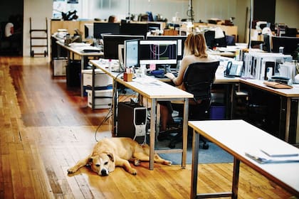 Según un estudio, los trabajadores en empresas pet friendly colaboran y confían más entre sí.