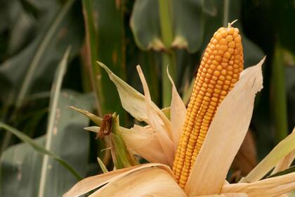 Según un experto, claves para un maíz tardío exitoso