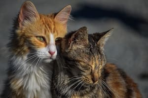 Según un nueva investigación, los gatos también atraviesan el duelo