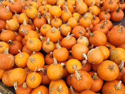 Según una investigación, el aceite de semilla de calabaza podría ser una alternativa prometedora para el tratamiento de la alopecia de patrón masculino