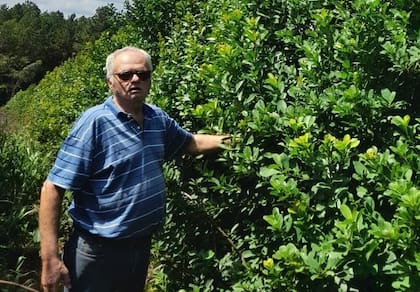 Seifert es un estudioso de cómo incrementar la productividad en los yerbales misioneros