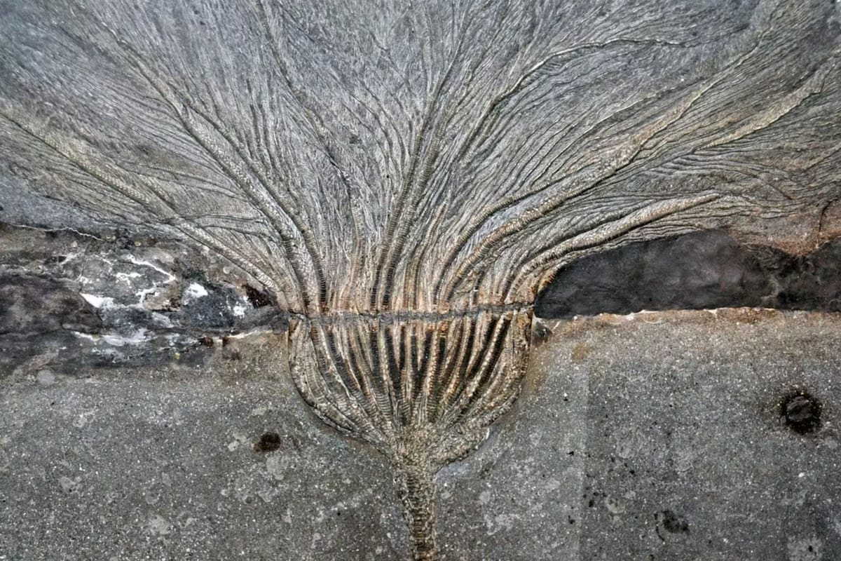 Seirocrinus subangularis del esquisto Posidonia del Jurásico temprano en Holzmaden, Alemania