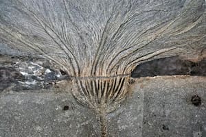 Seirocrinus subangularis del esquisto Posidonia del Jurásico temprano en Holzmaden, Alemania