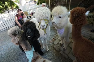 Una cafetería poco común en Serbia ofrece la compañía de alpacas