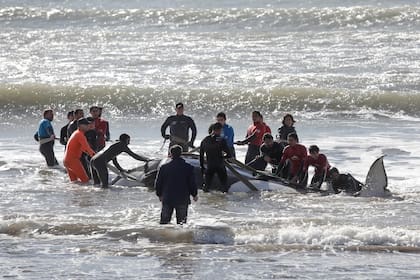 En medio de aplausos la orca volvió al mar