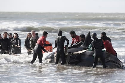 Seis orcas aparecieron baradas a los largo de la costa atlántica, una de ellas en Punta Mogotes en Mar del Plata