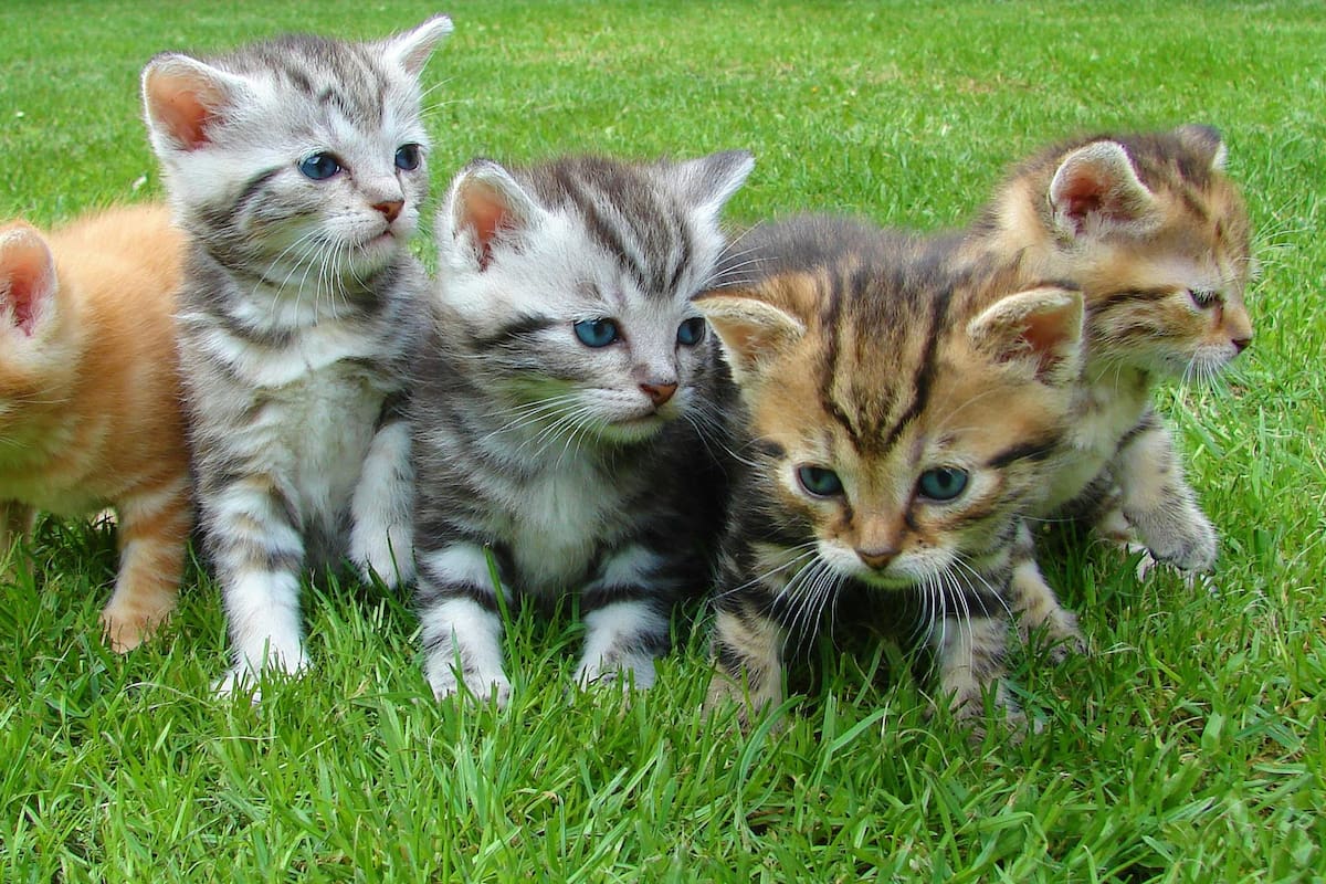 Seis señales para identificar demencia en los gatos