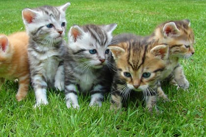 Seis señales para identificar demencia en los gatos