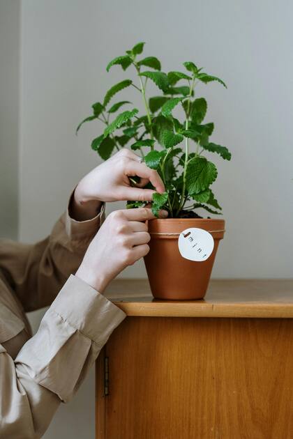 Seleccionar tres hojitas de menta para las infusiones como el mate puede ser suficiente