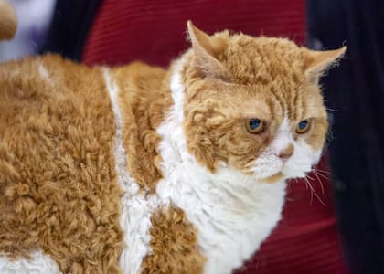 Selkirk Rex (Foto: iStock)