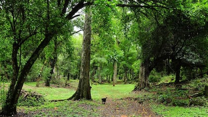 Selva Misionera. Misiones