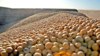 Semillas de soja
