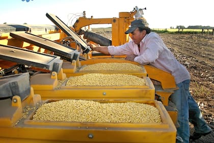 La producción de soja en la Argentina está estancada, según el informe realizado comparando con Estados Unidos y Brasil