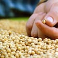El Gobierno lanza un nuevo control para los semilleros