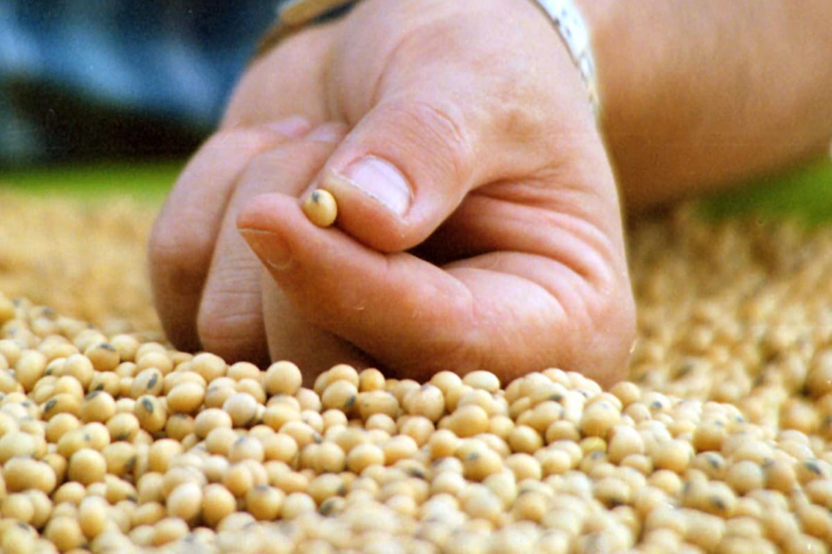 Semillas de soja
