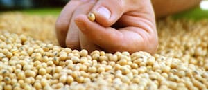 El Gobierno lanza un nuevo control para los semilleros