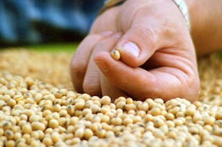 Mercado de Semillas: entre el control estatal y los acuerdos privados