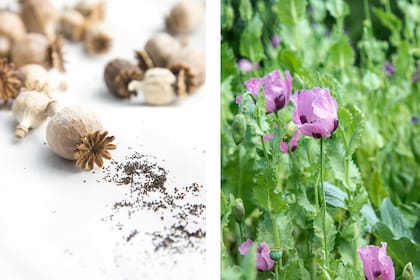 Semillas de amapola y la plantas con sus flores espectaculares.