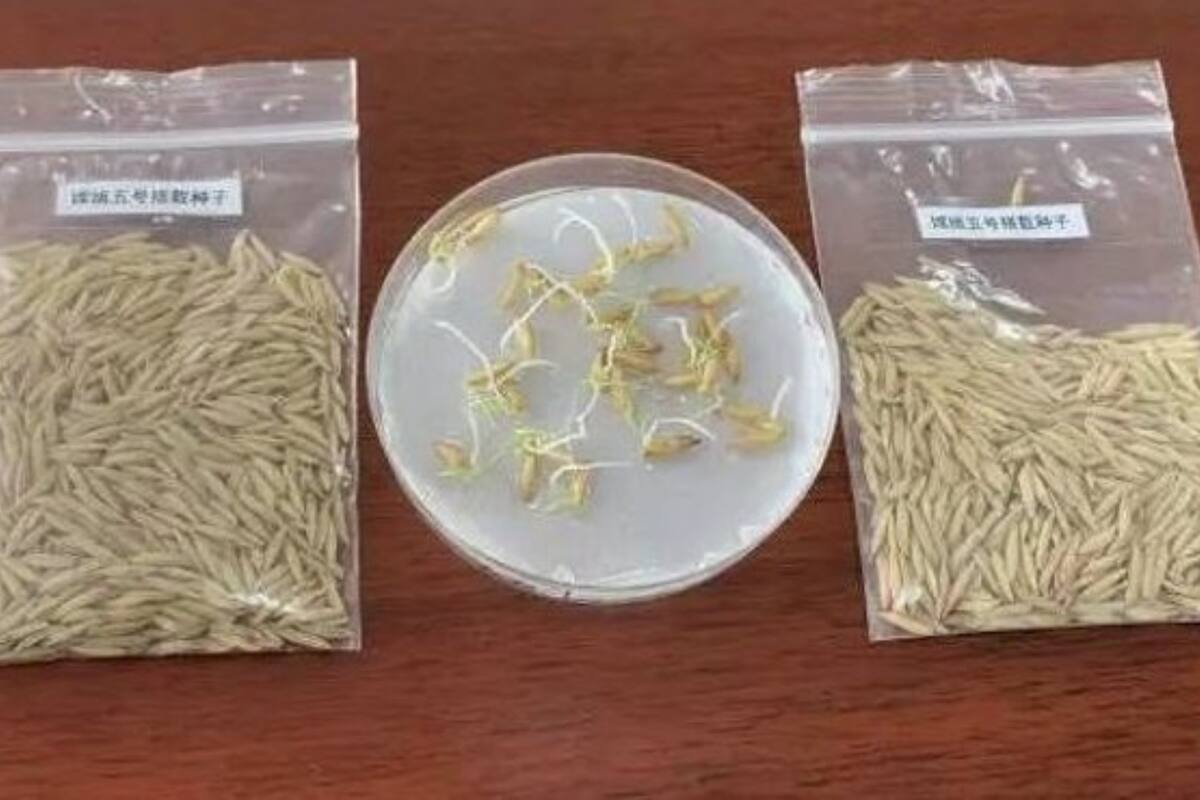 Semillas de arroz que han brotado en órbita lunar